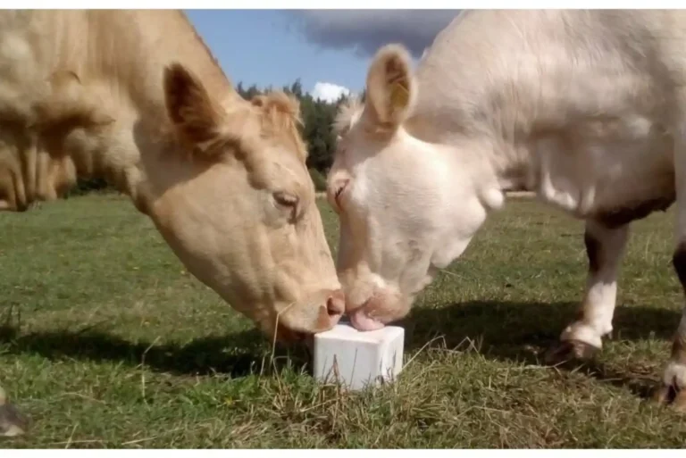 Cattle Menards Salt Blocks Price