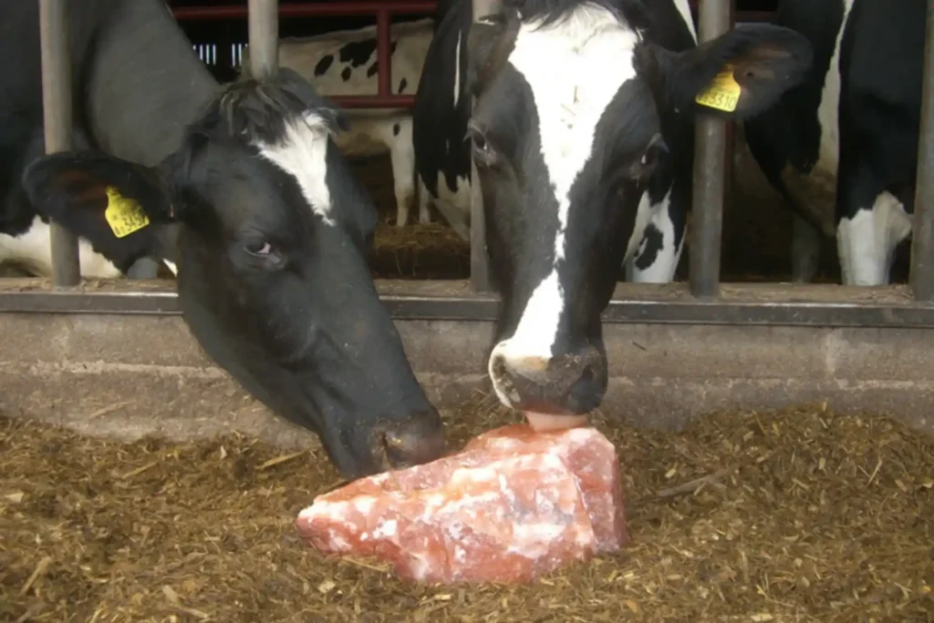 The Importance of Salt Blocks for Cattle