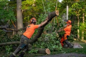 Tree Service in Oak Park, IL