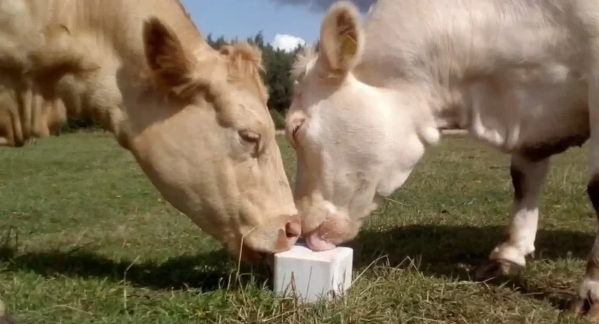 Cattle Menards Salt Blocks Price